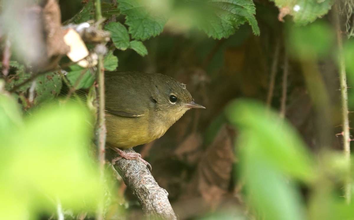Mourning Warbler - ML646722323