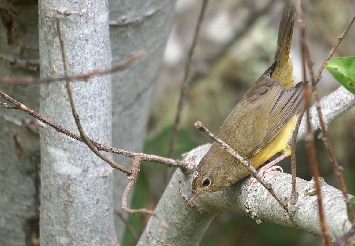 Mourning Warbler - ML646722324