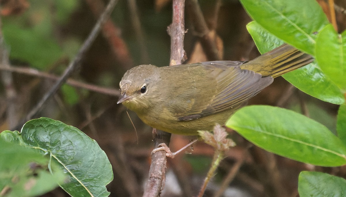 Mourning Warbler - ML646722325