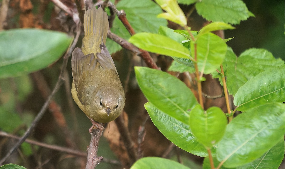 Mourning Warbler - ML646722326