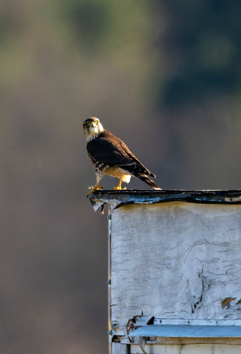 Дербник - ML646722327