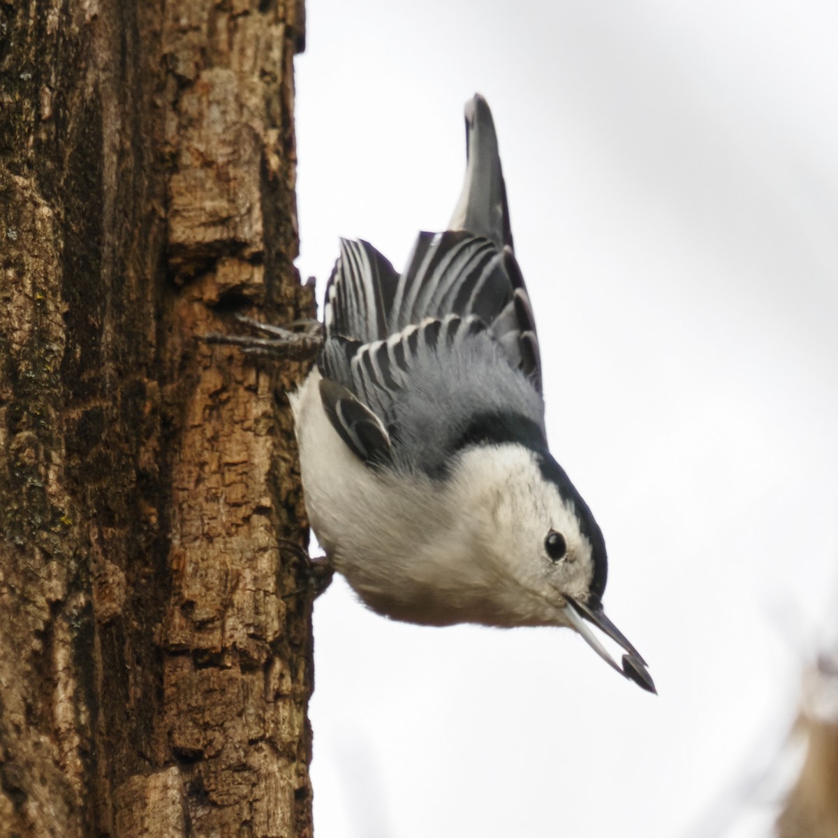 White-breasted Nuthatch - ML646722328