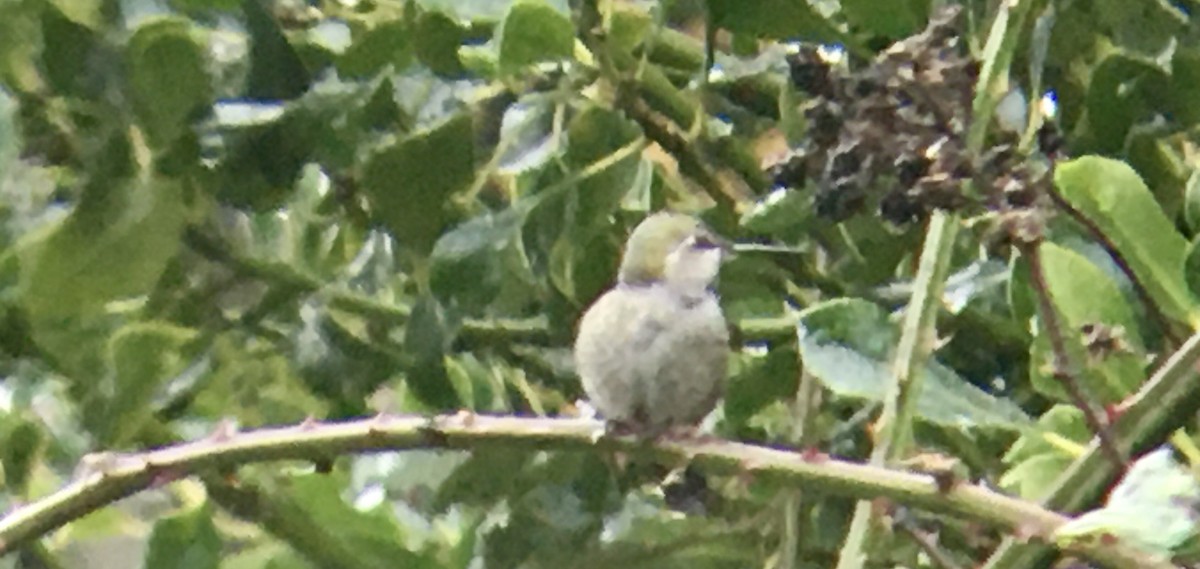Anna's Hummingbird - ML646722329