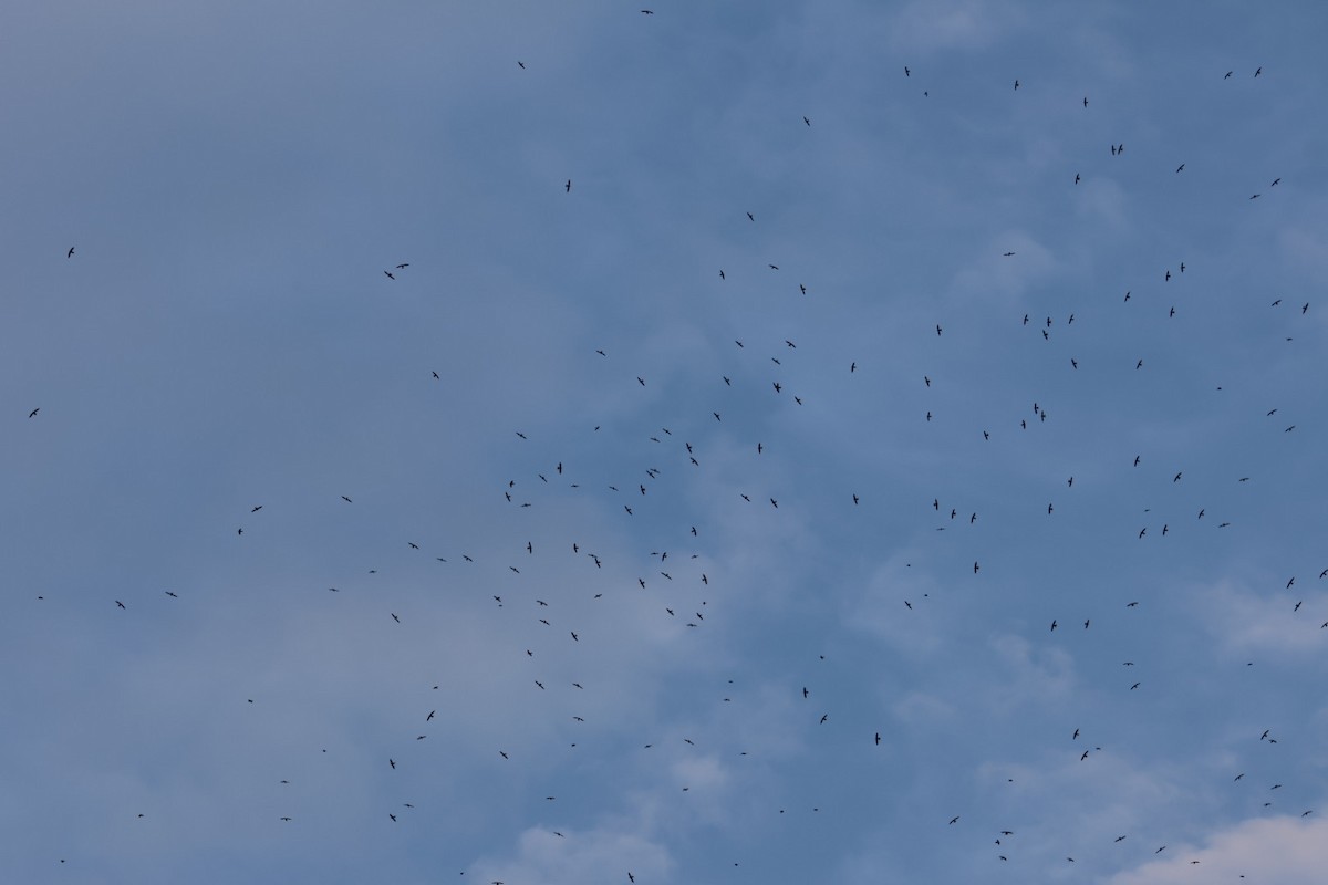 Свіфт болівійський - ML646722330