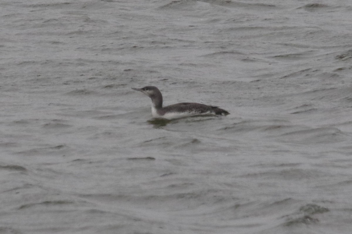 צוללן אדום-גרון - ML646722333