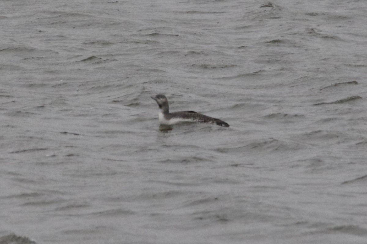 צוללן אדום-גרון - ML646722334