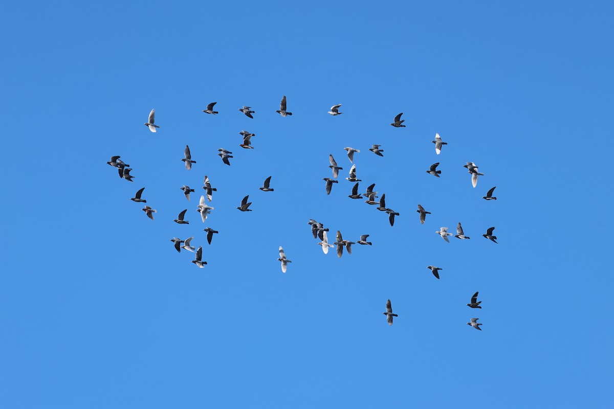 Rock Pigeon (Feral Pigeon) - ML646722335