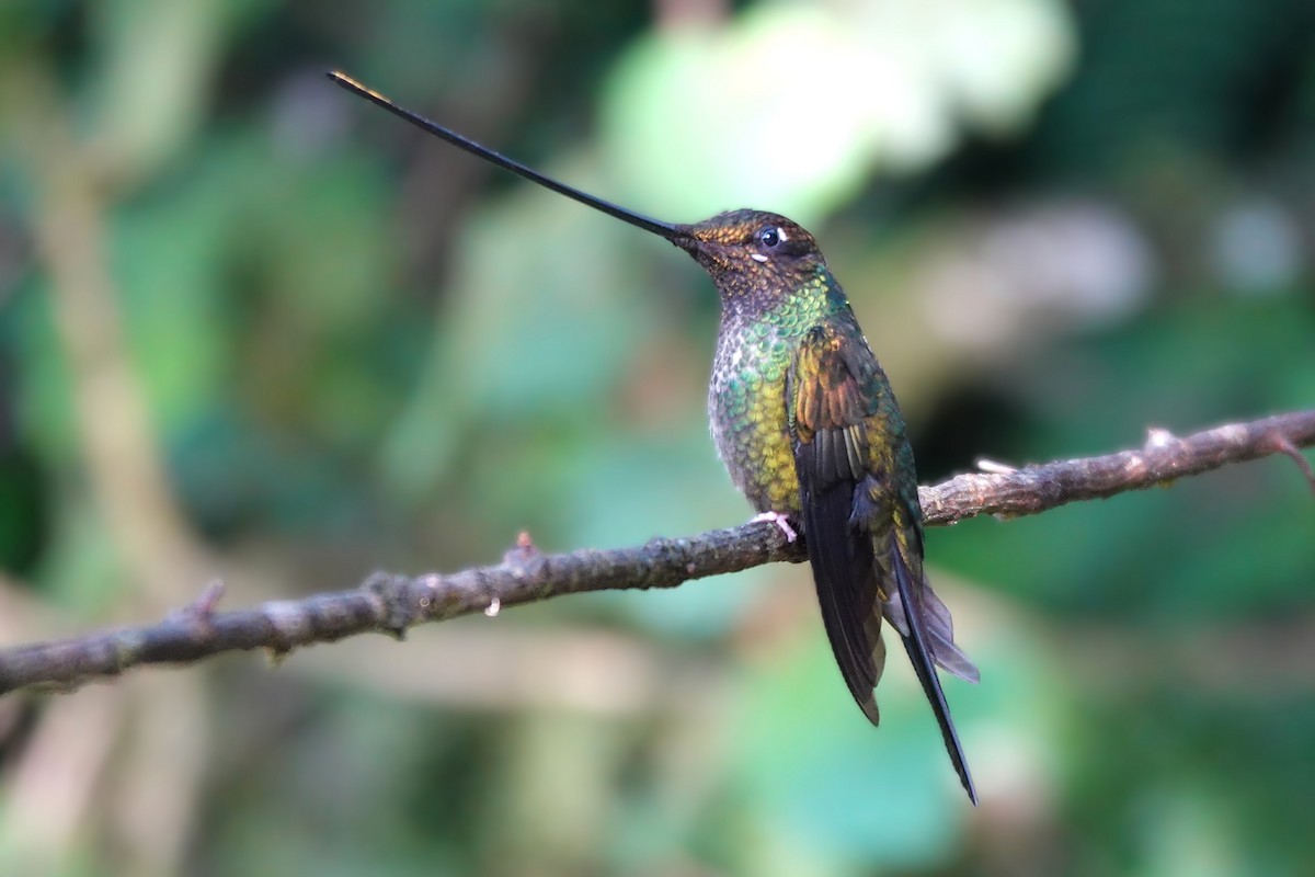 sverdkolibri - ML646722336