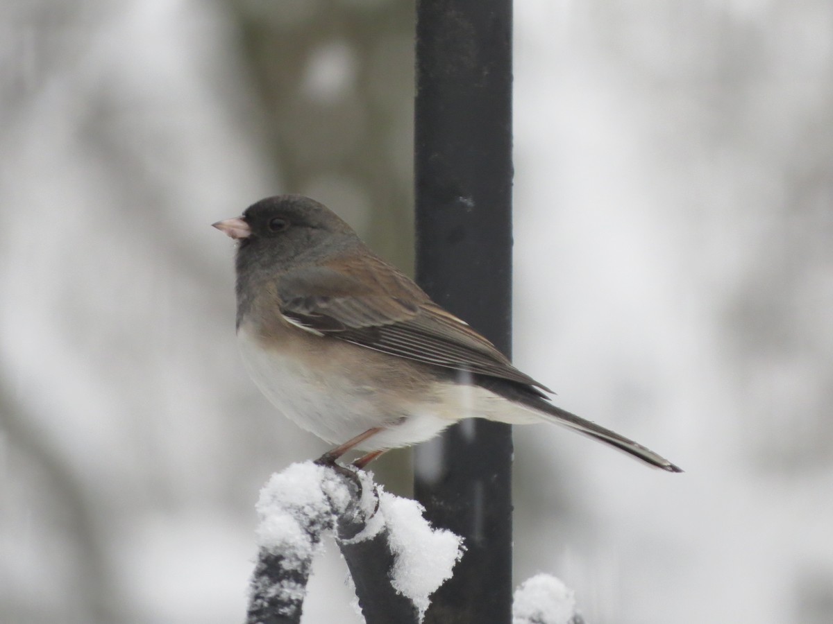 vinterjunko (oreganus gr.) - ML646722337