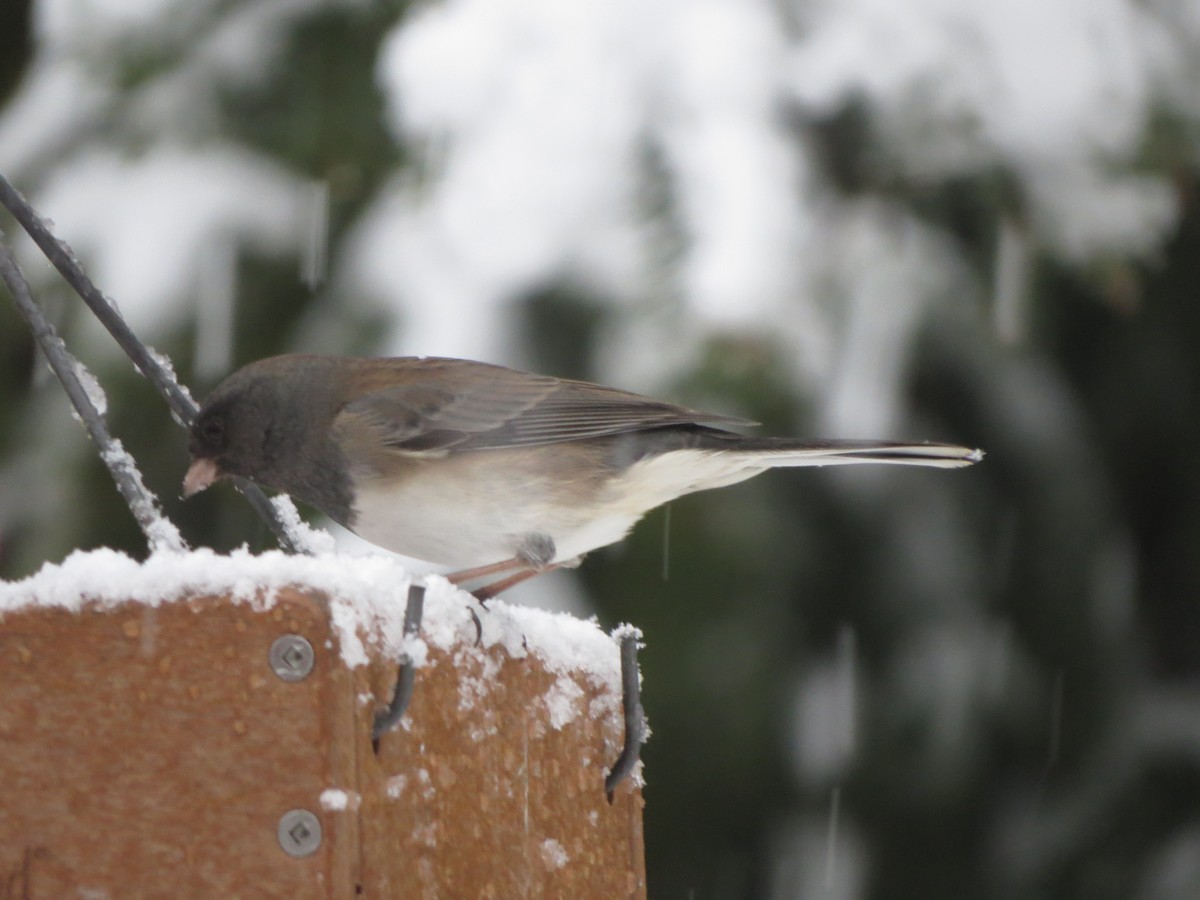 vinterjunko (oreganus gr.) - ML646722338