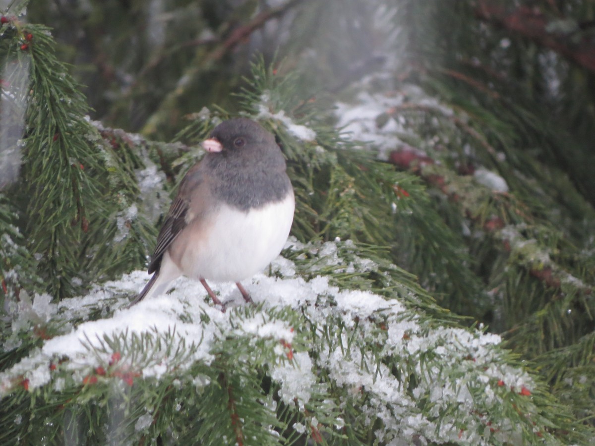 vinterjunko (oreganus gr.) - ML646722339