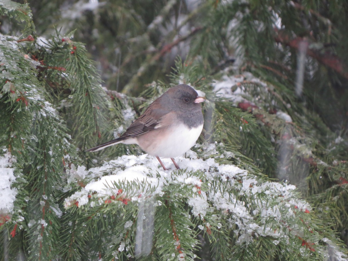 vinterjunko (oreganus gr.) - ML646722340