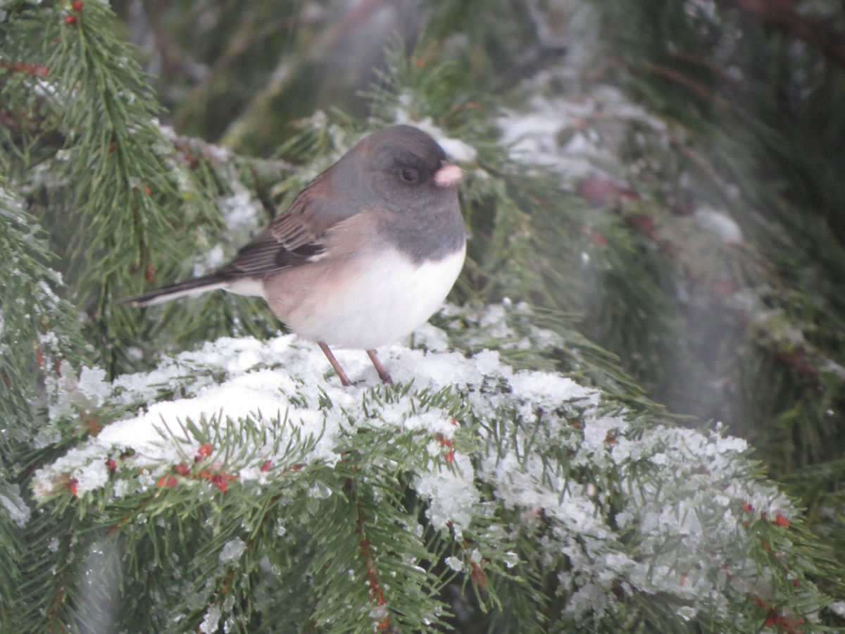 vinterjunko (oreganus gr.) - ML646722342