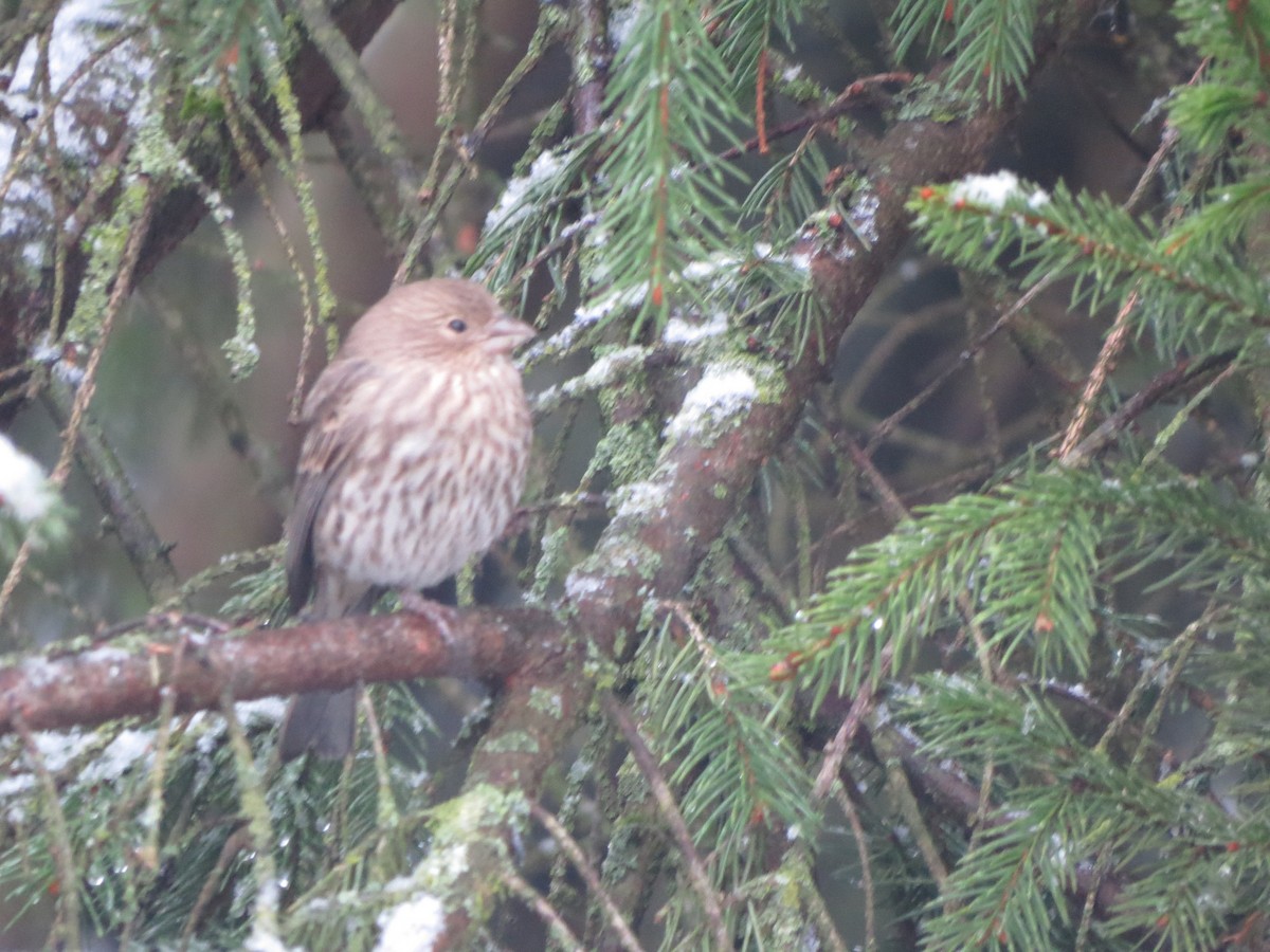 husrosenfink - ML646722344