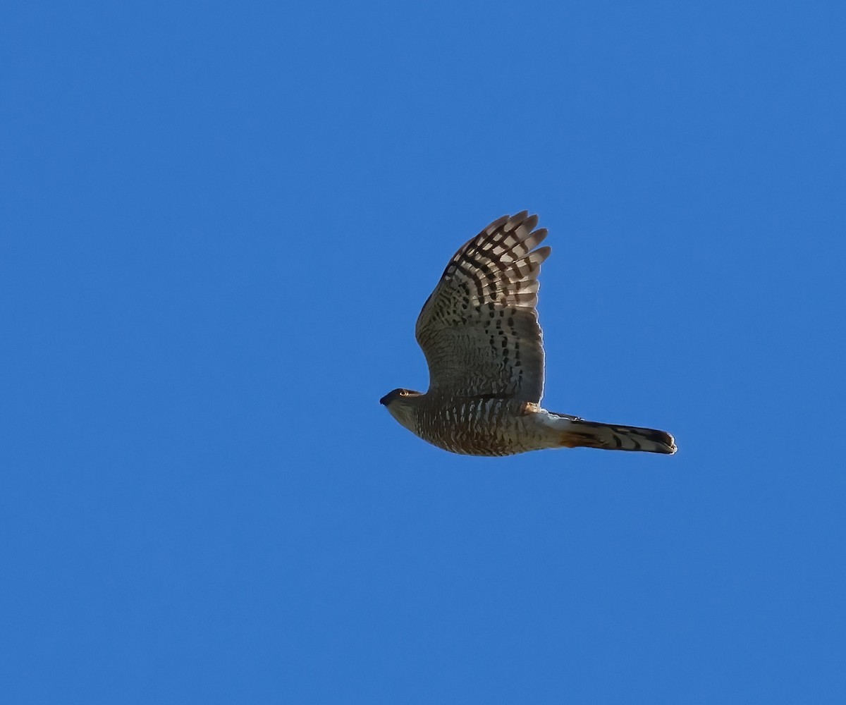 Sharp-shinned Hawk - ML646722345
