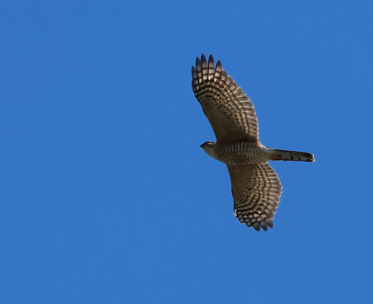 Sharp-shinned Hawk - ML646722346