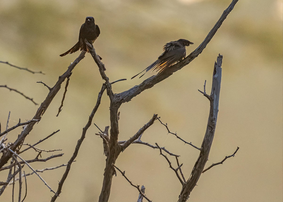 drongo černý - ML646722347