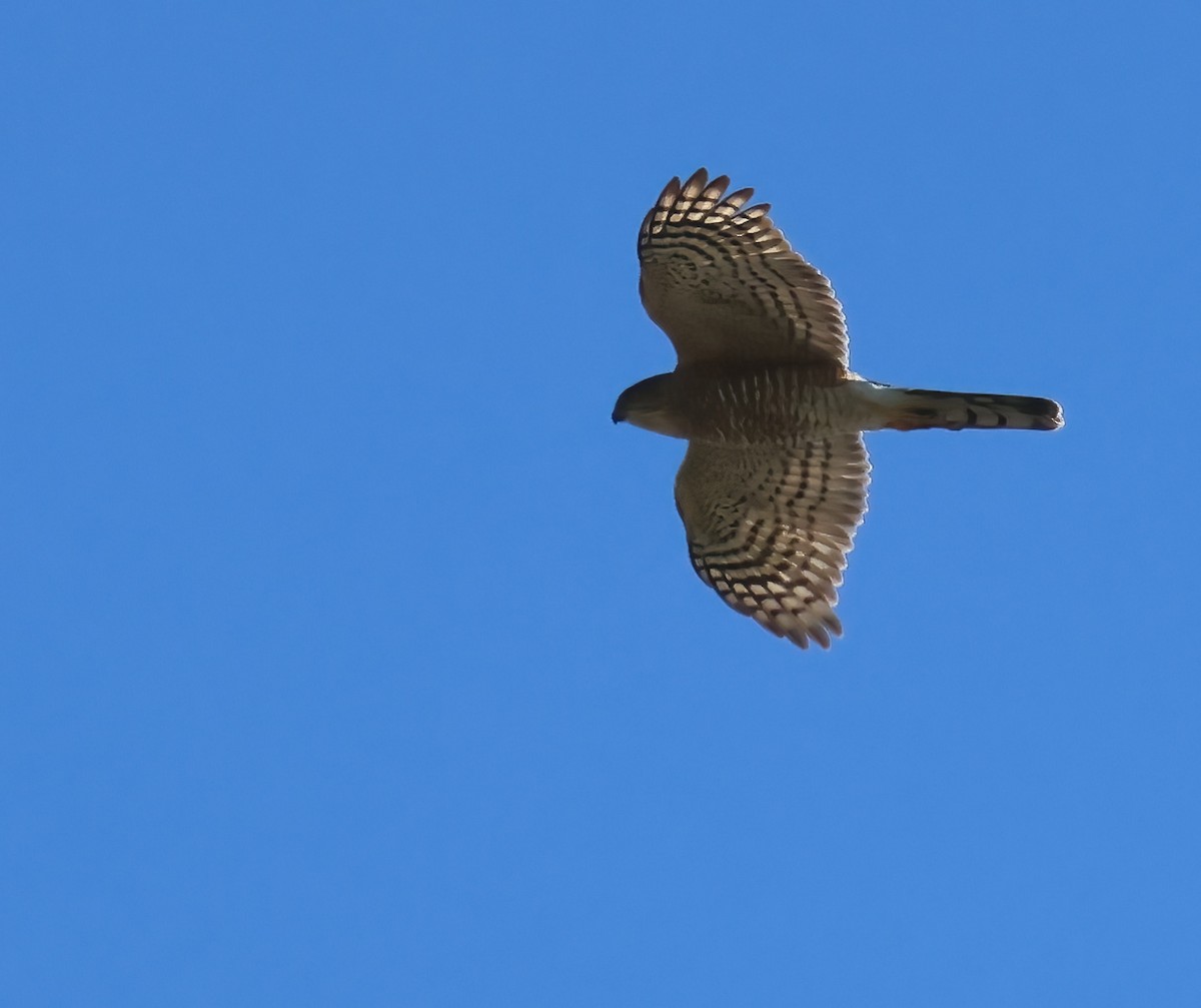 Sharp-shinned Hawk - ML646722348