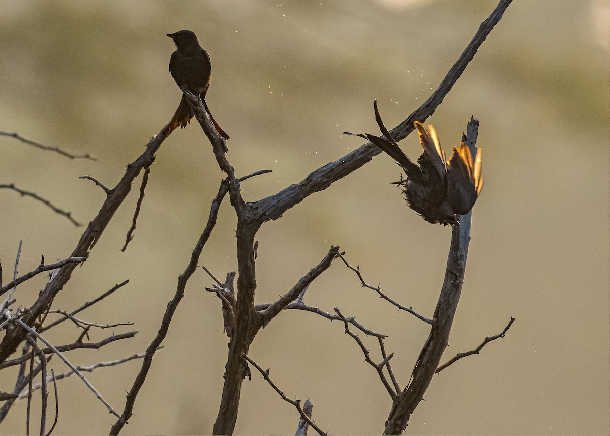 Black Drongo - ML646722349