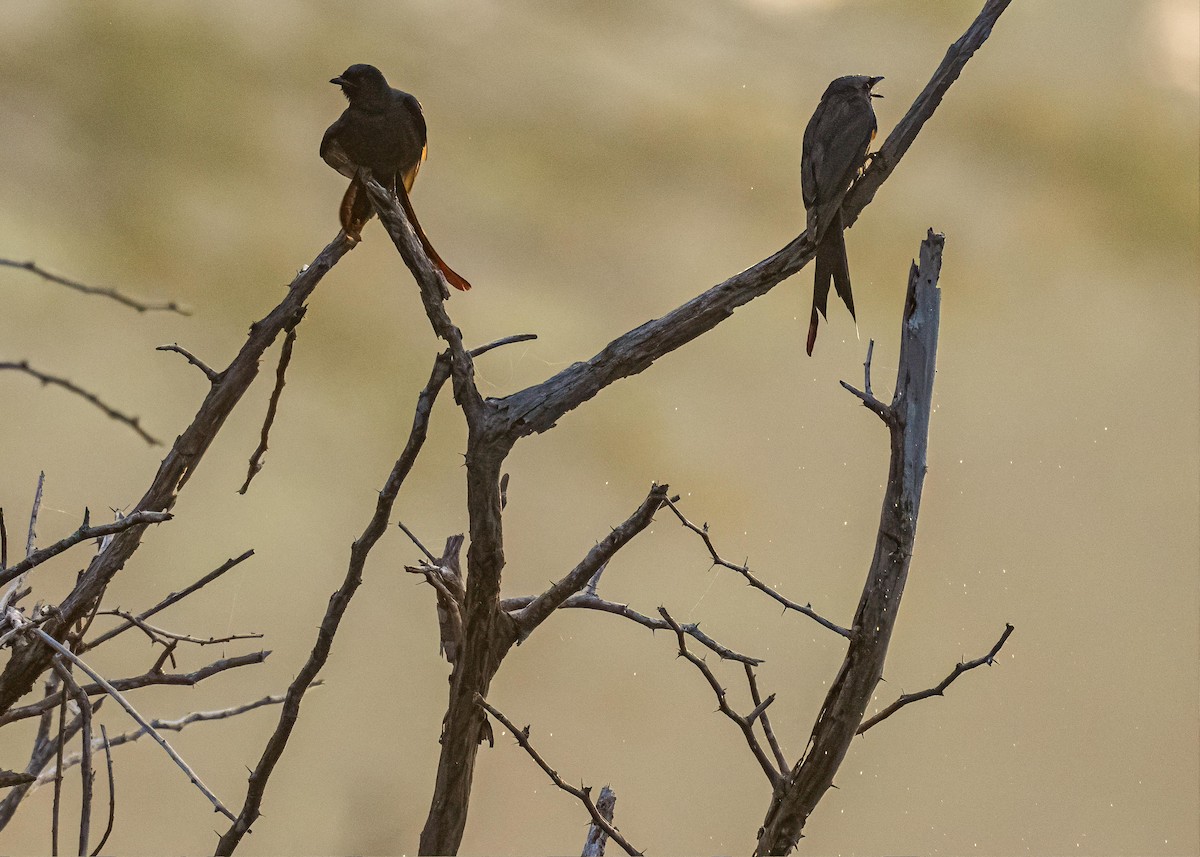 drongo černý - ML646722352