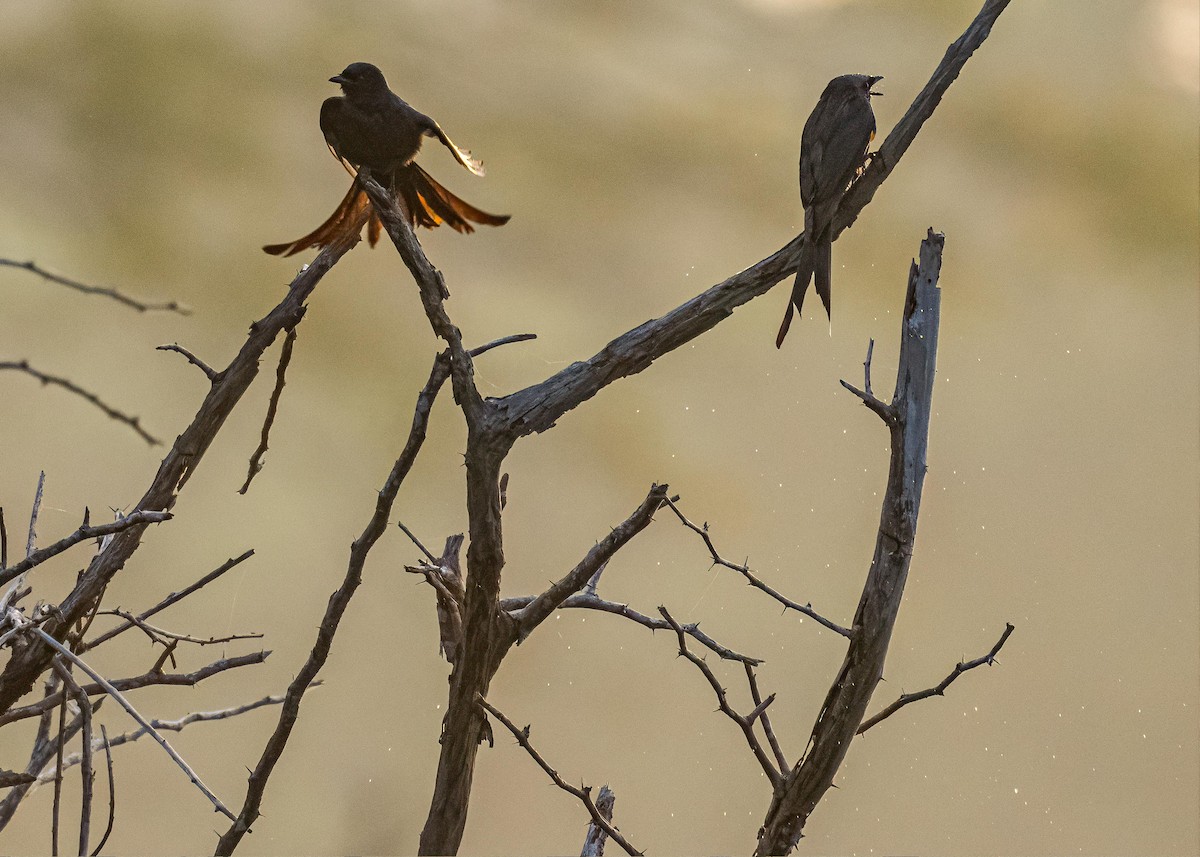 Black Drongo - ML646722353