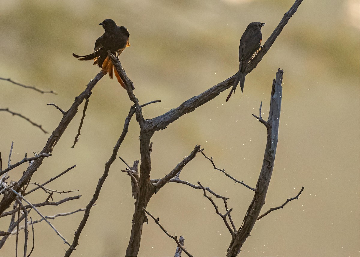 drongo černý - ML646722354