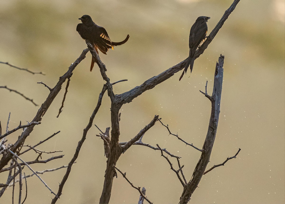 Black Drongo - ML646722355