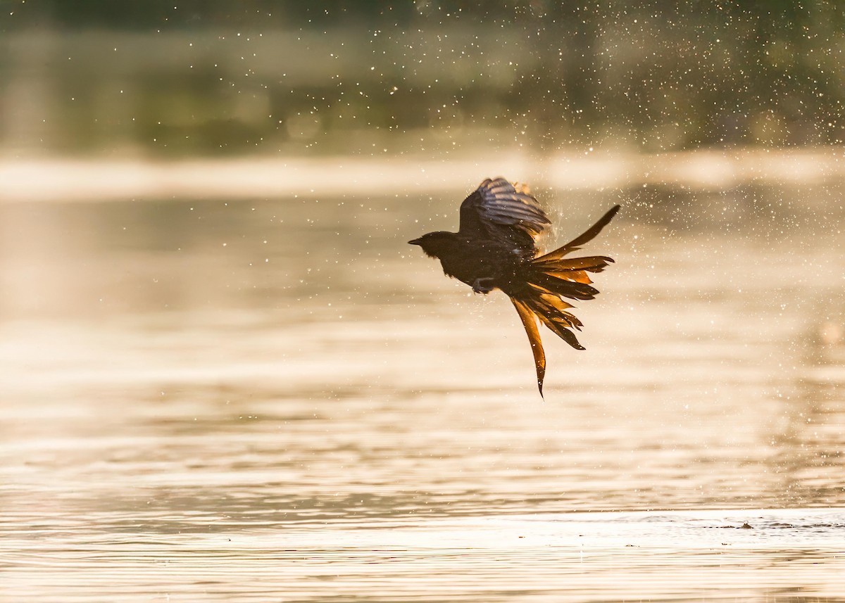 drongo černý - ML646722356