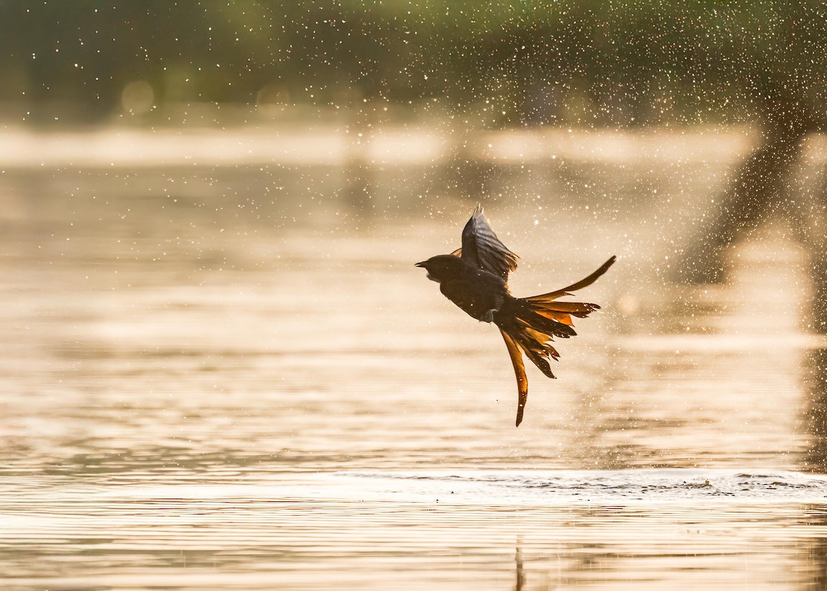 Black Drongo - ML646722357