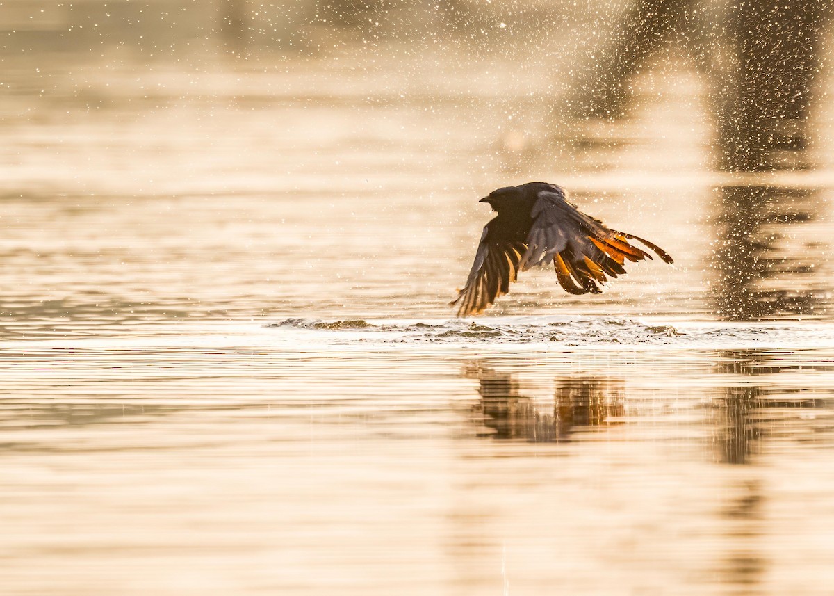 Black Drongo - ML646722358