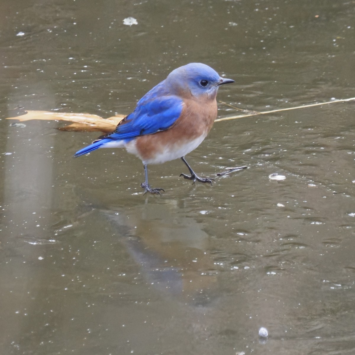Eastern Bluebird - ML646722365
