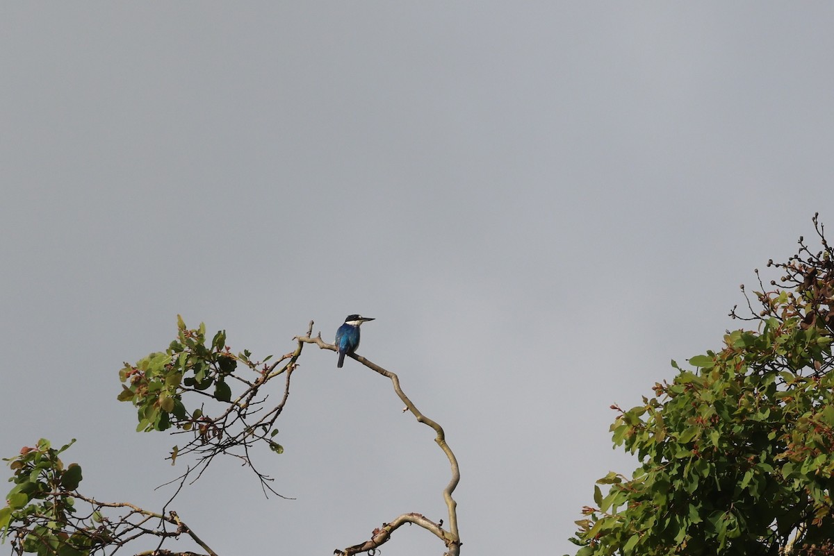 Forest Kingfisher - ML646722366