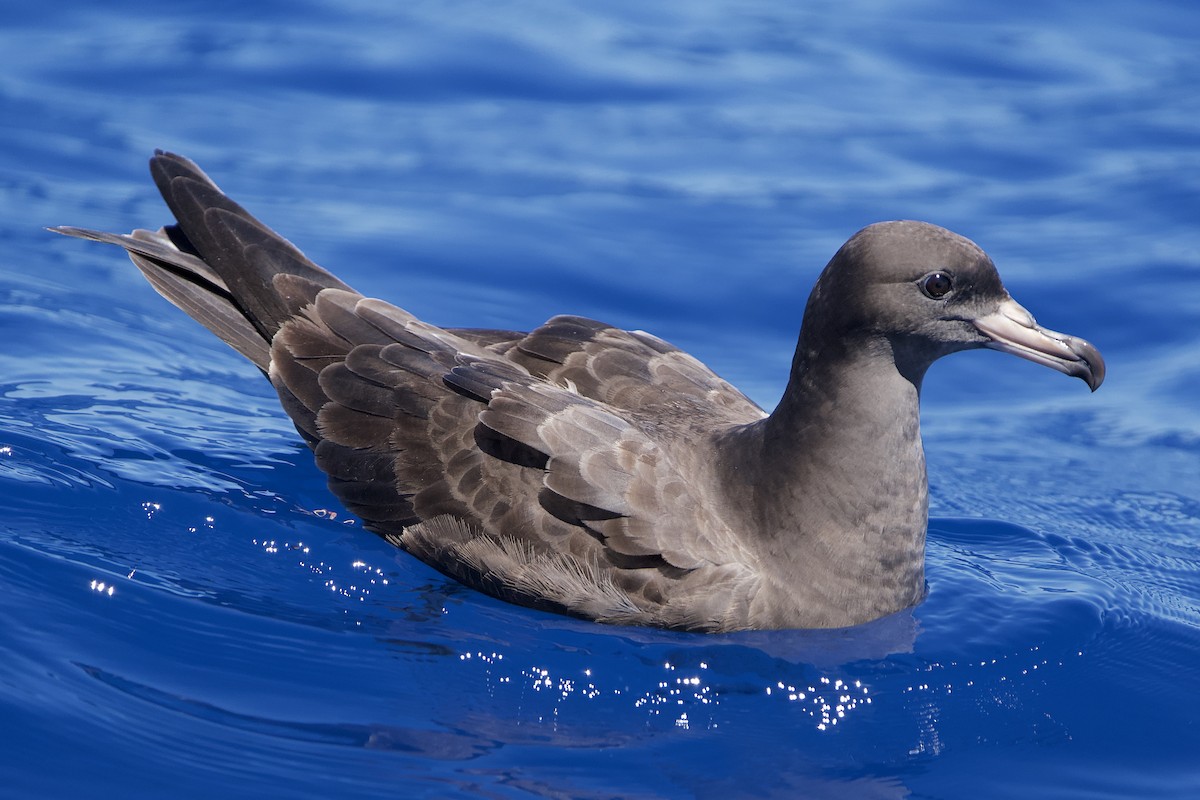 肉足水薙鳥 - ML646722368