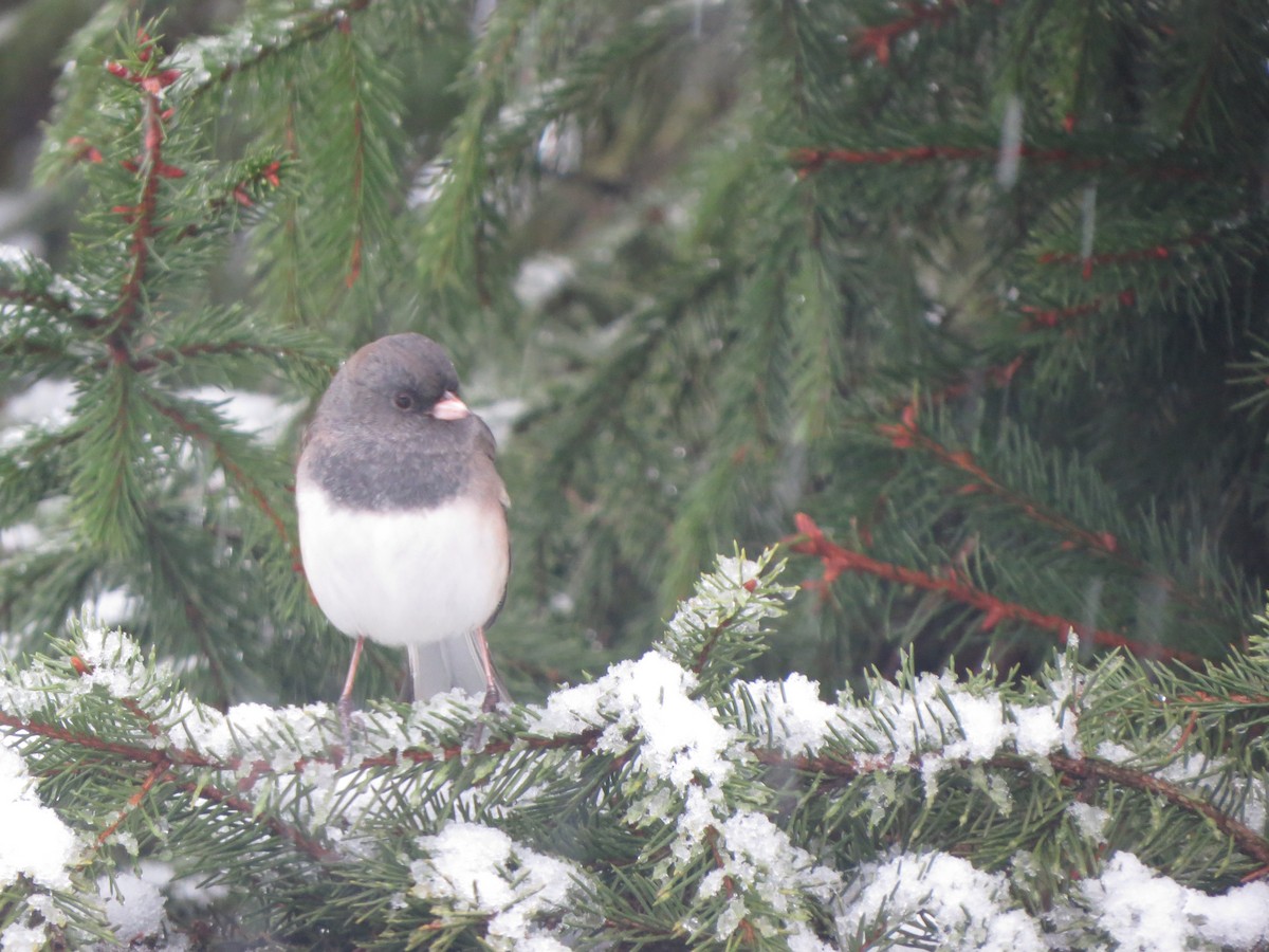 vinterjunko (oreganus gr.) - ML646722371