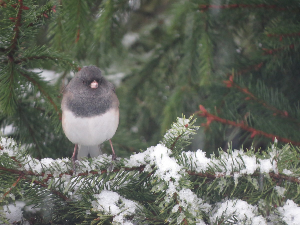 vinterjunko (oreganus gr.) - ML646722372