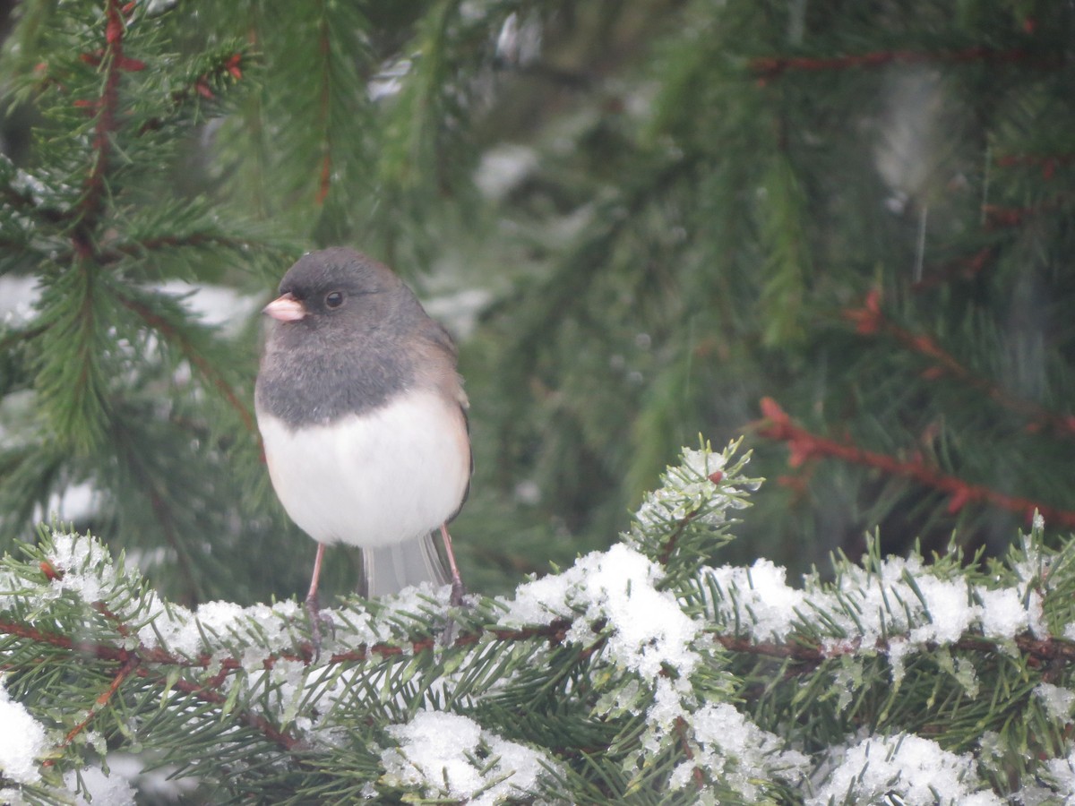 vinterjunko (oreganus gr.) - ML646722373