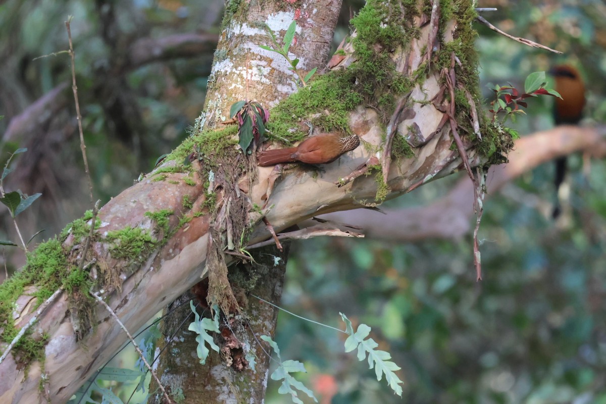 Streak-headed Woodcreeper - ML646722378