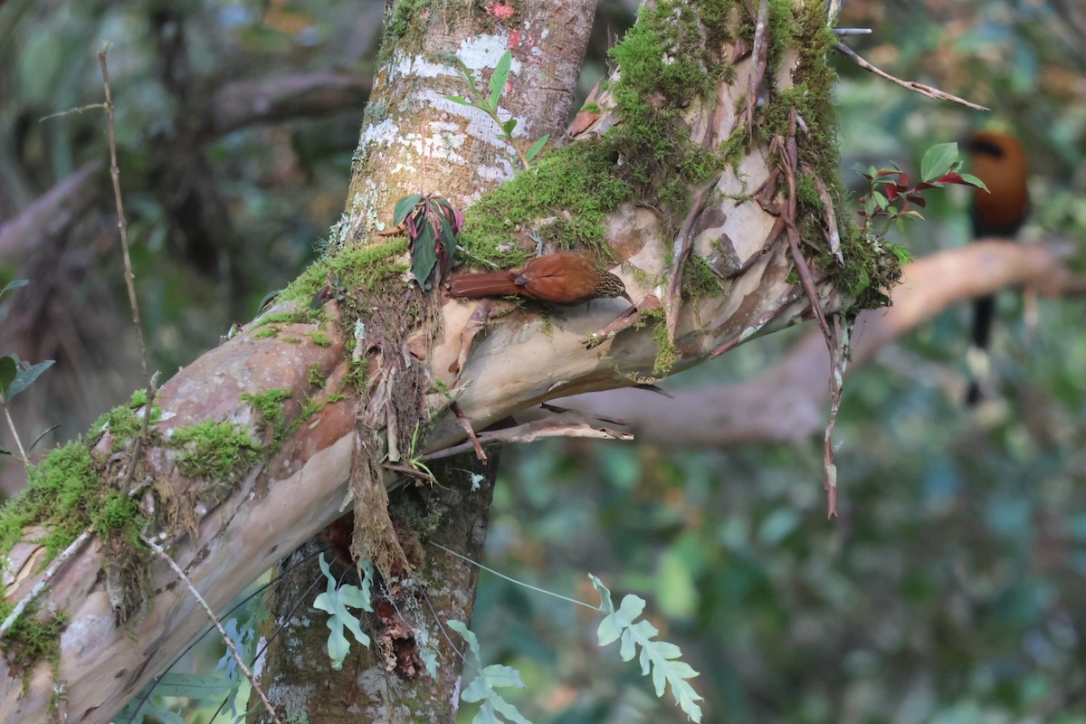 Streak-headed Woodcreeper - ML646722379