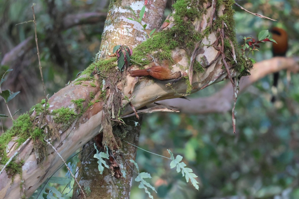 Streak-headed Woodcreeper - ML646722380