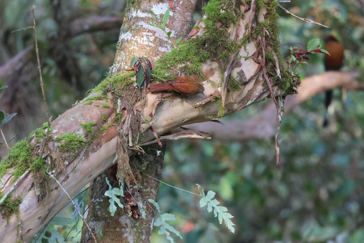 Streak-headed Woodcreeper - ML646722381