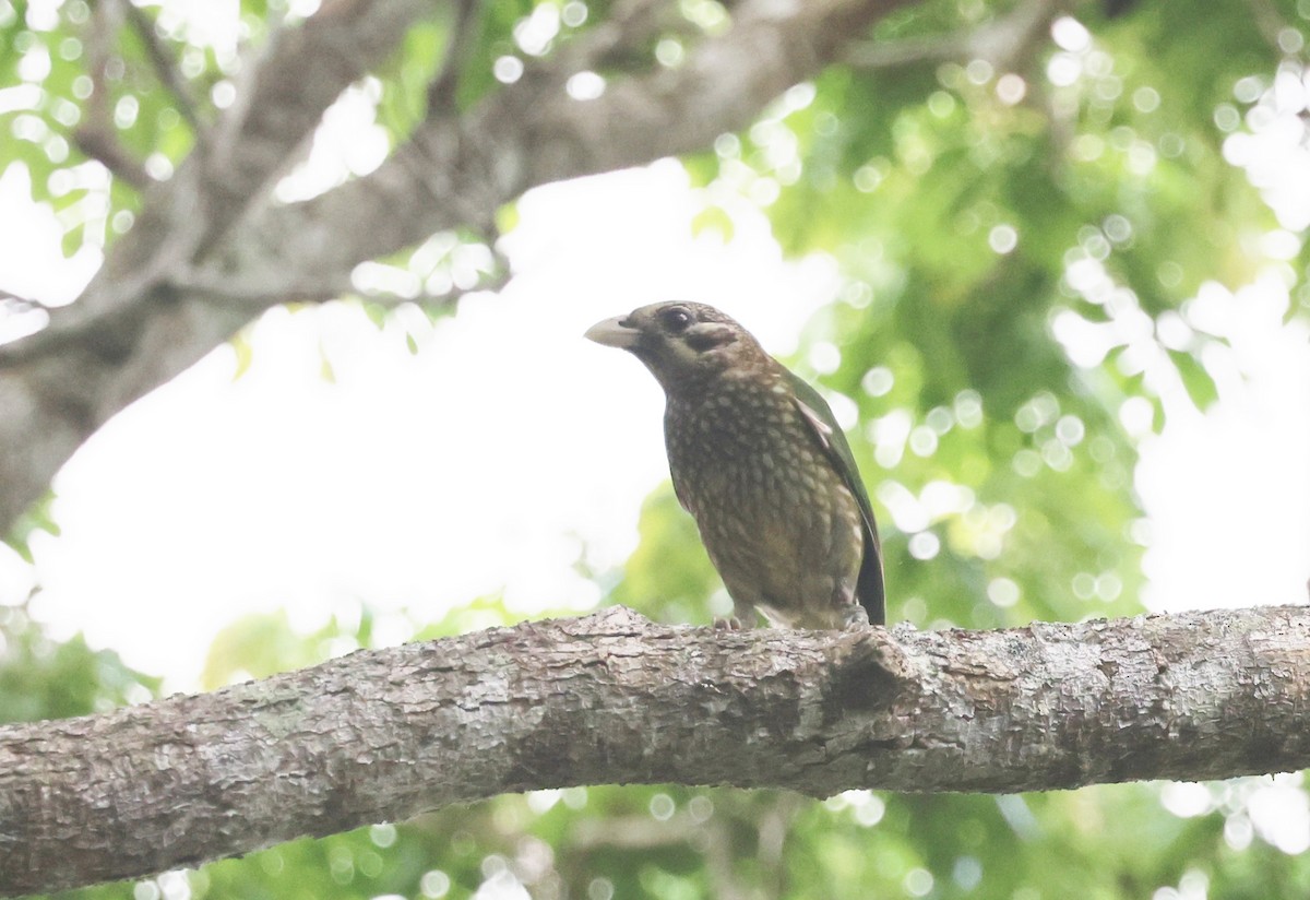 Spotted Catbird - ML646722382