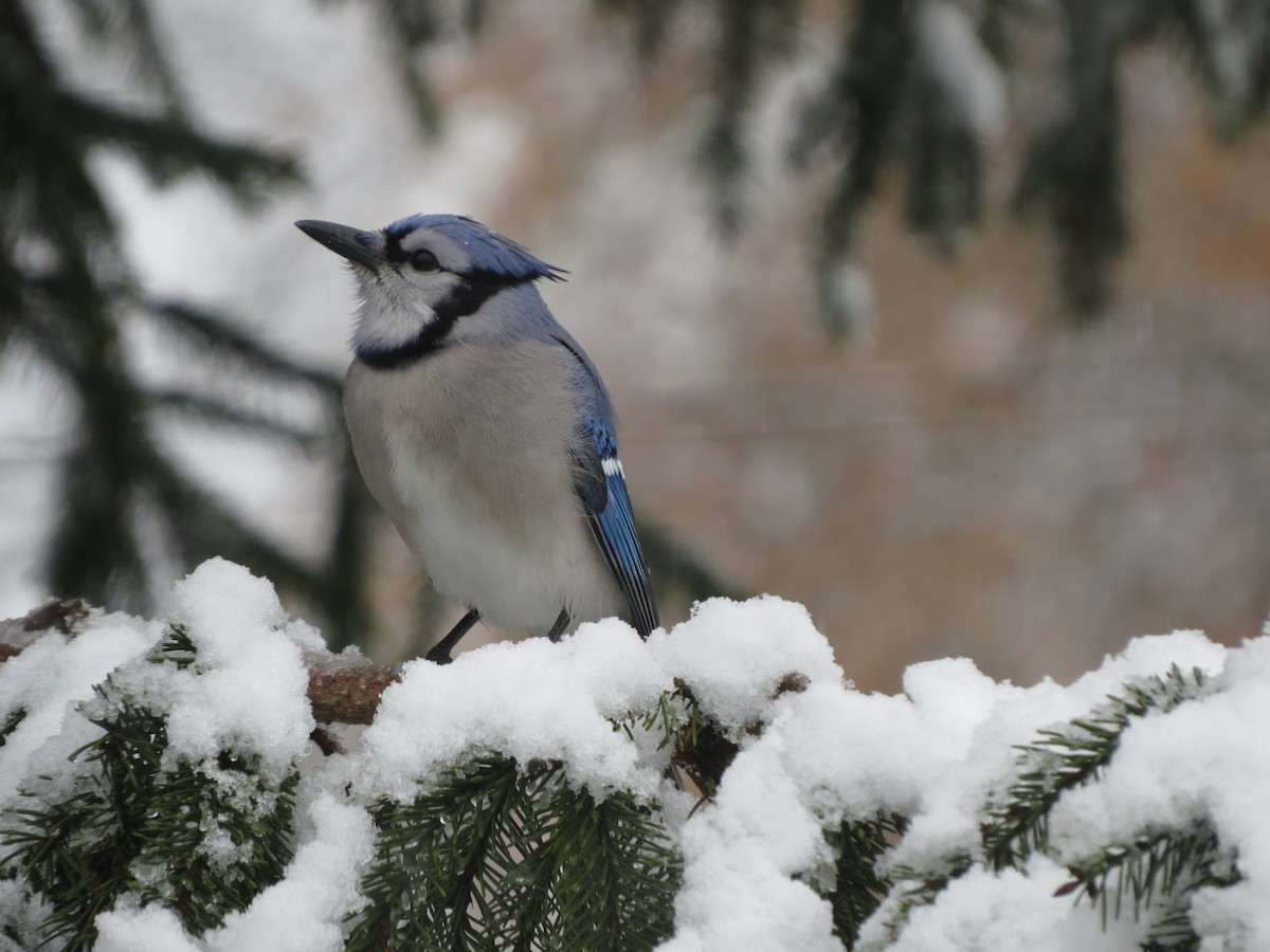 Blue Jay - ML646722383