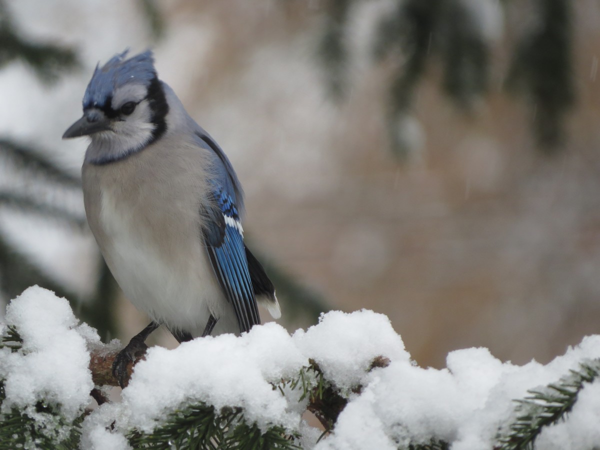 Blue Jay - ML646722384