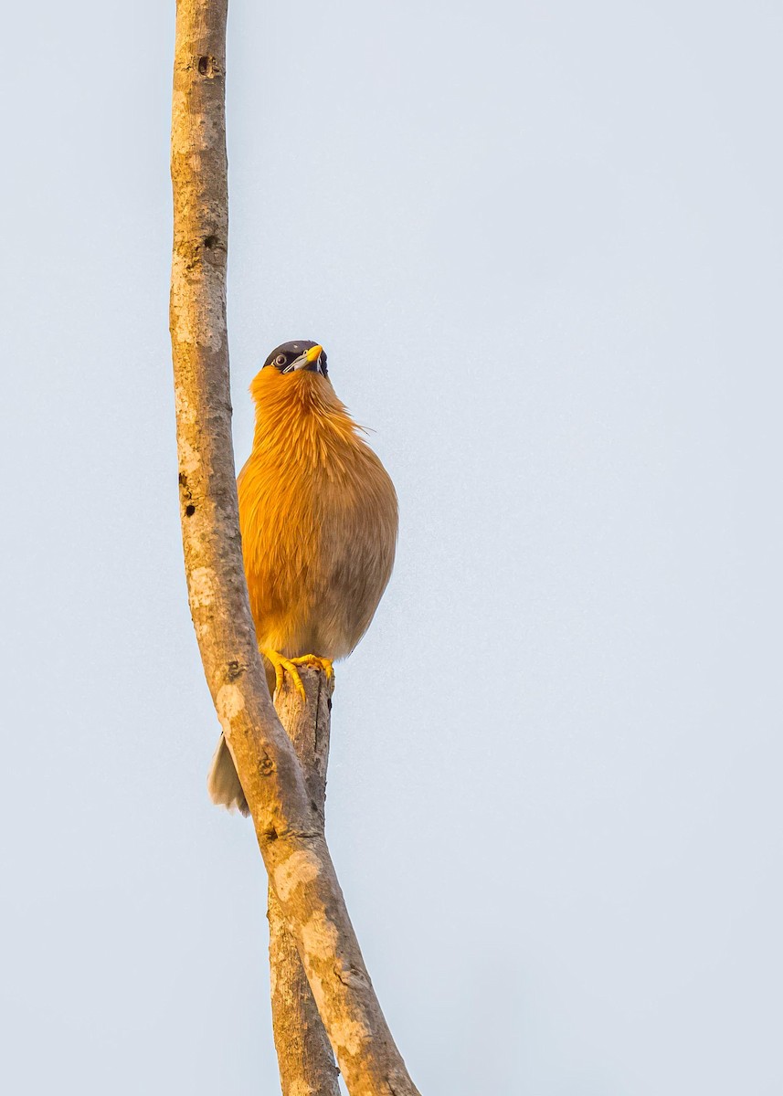 Brahminy Starling - ML646722385