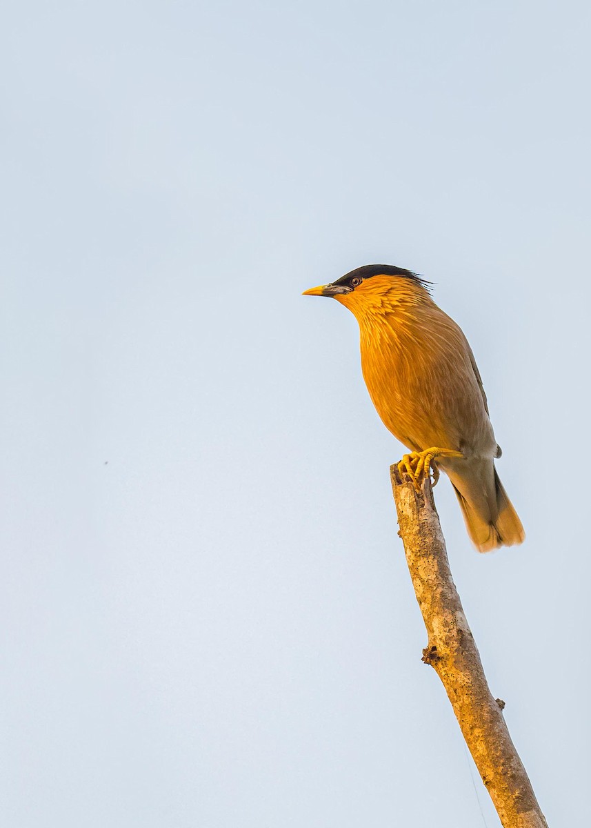 Brahminy Starling - ML646722386