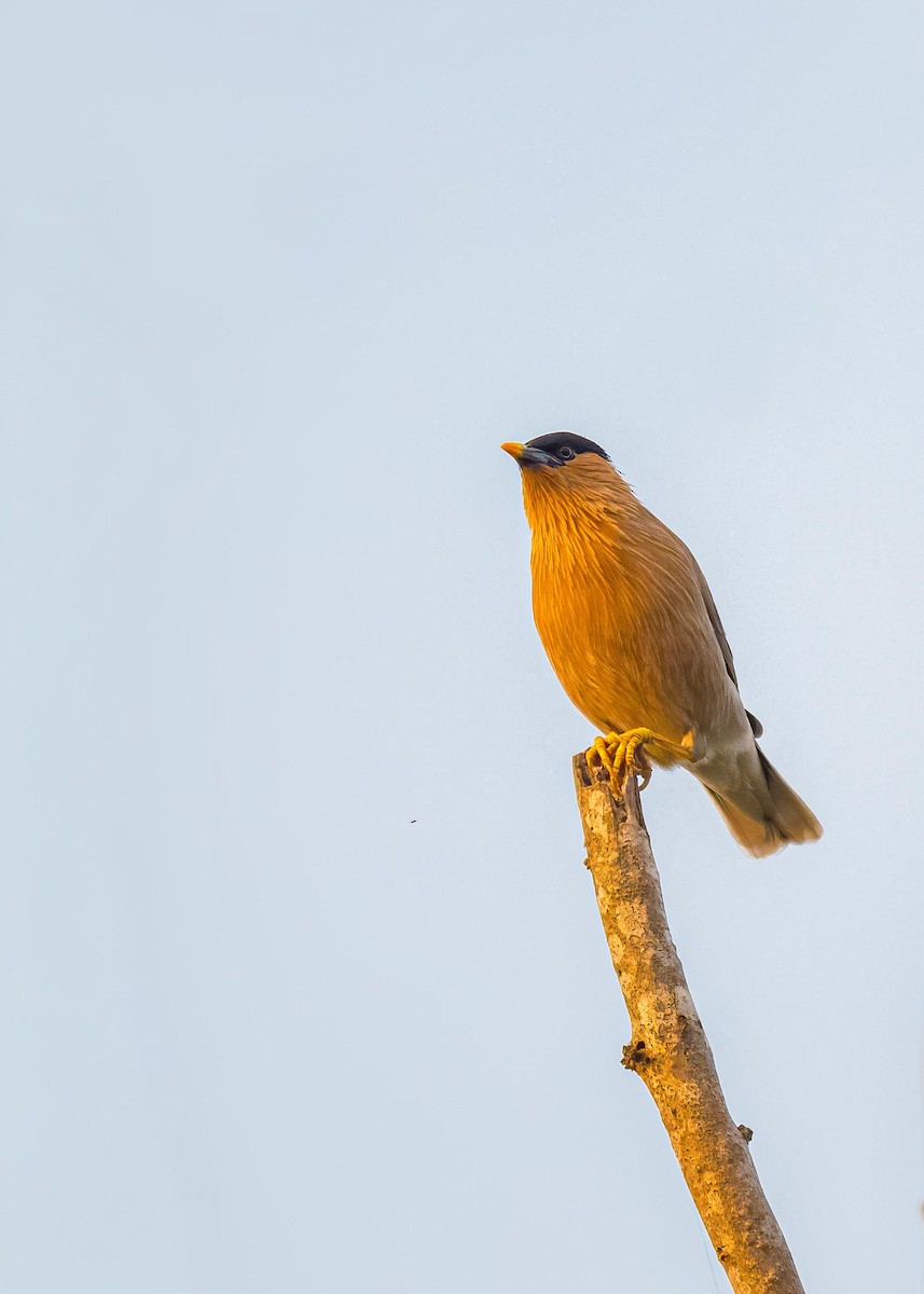 Brahminy Starling - ML646722387