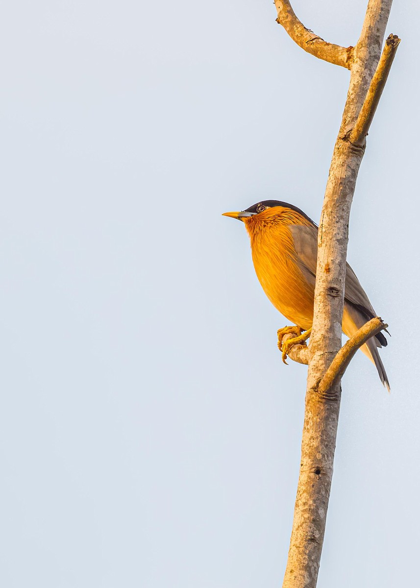Brahminy Starling - ML646722388