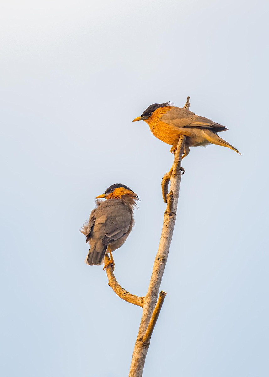Brahminy Starling - ML646722389