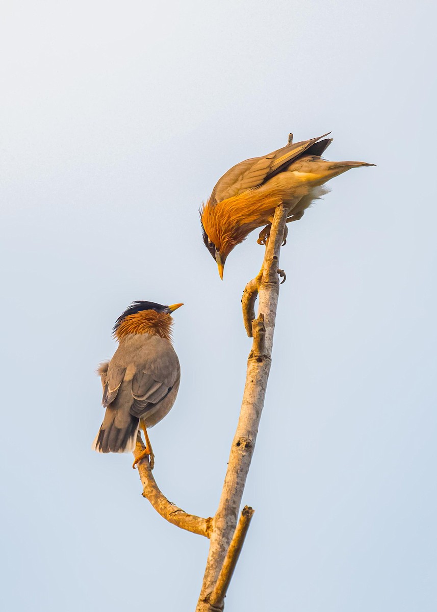 Brahminy Starling - ML646722390