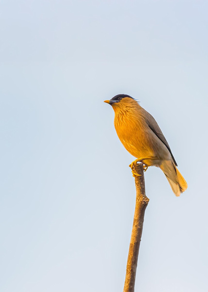 Brahminy Starling - ML646722391